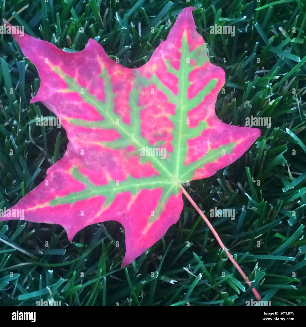 Herbst-Blatt - Smartphone-aufgenommenes Stockfoto