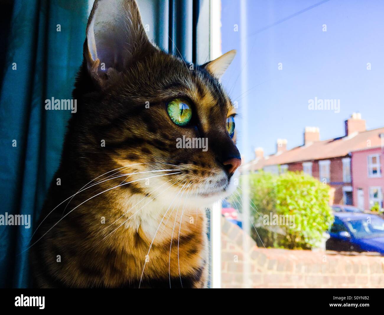 Eine bengalische Katze mit grünen Augen, die die Außenwelt beobachtet - Smartphone-aufgenommenes Stockfoto