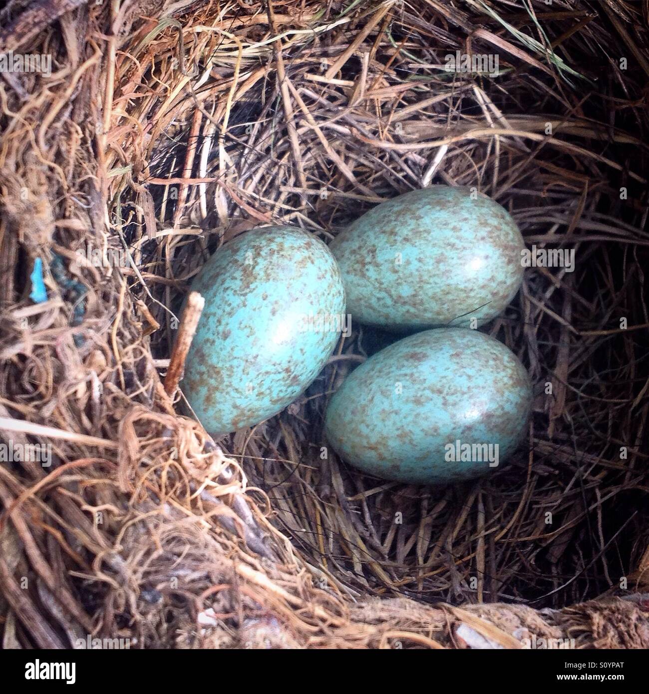 Amsel Eiern in ein Nest in einem Olivenhain in Prado del Rey, Sierra de Cadiz, Andalusien, Spanien Stockfoto