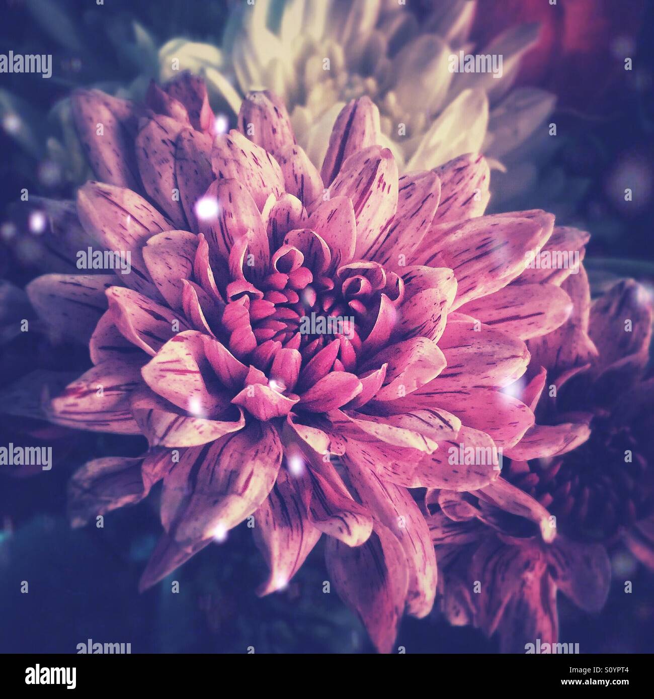 Lila gestreift Blume Stockfoto
