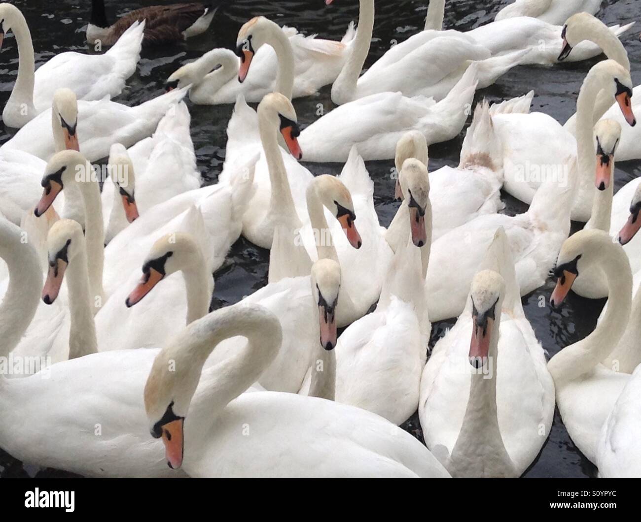 Bevy der Schwäne. Eine Masse von Schwänen huddle zusammen, drängeln für Position in Windsor an der Themse. Die Schwäne sind Eigentum der Königin. Stockfoto