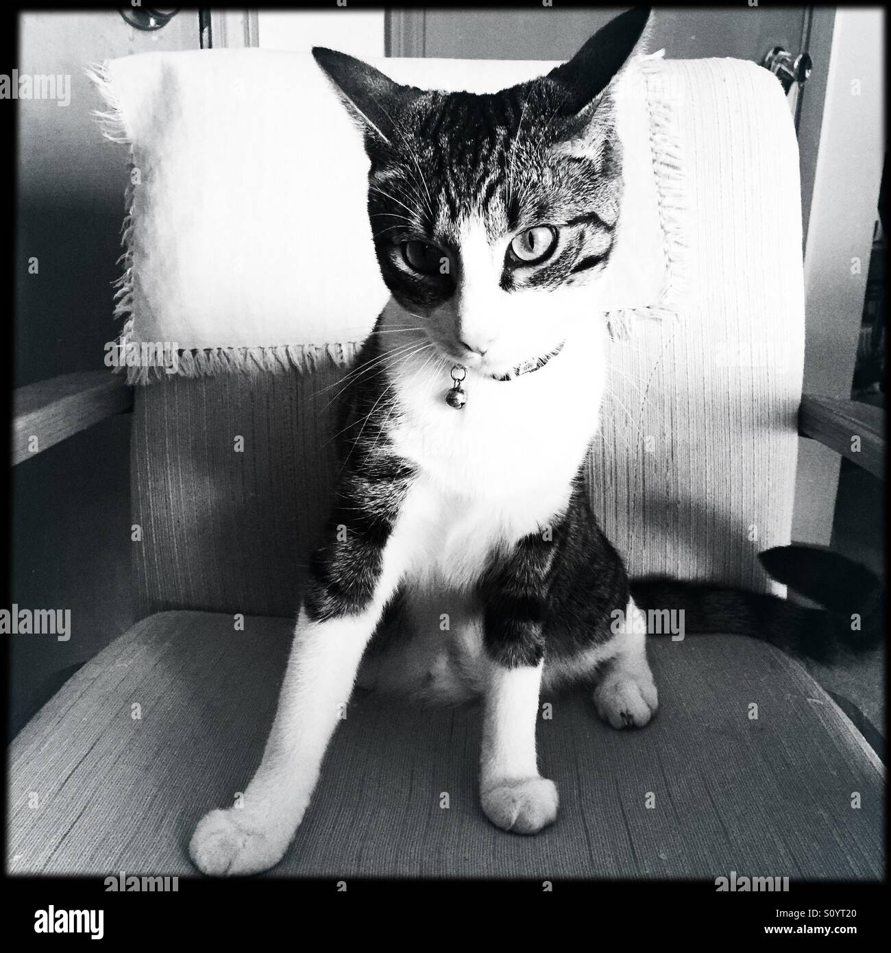 Tabby und weiße Katze auf Stuhl sitzend mit seinen Ohren zurück zeigt Haltung Stockfoto