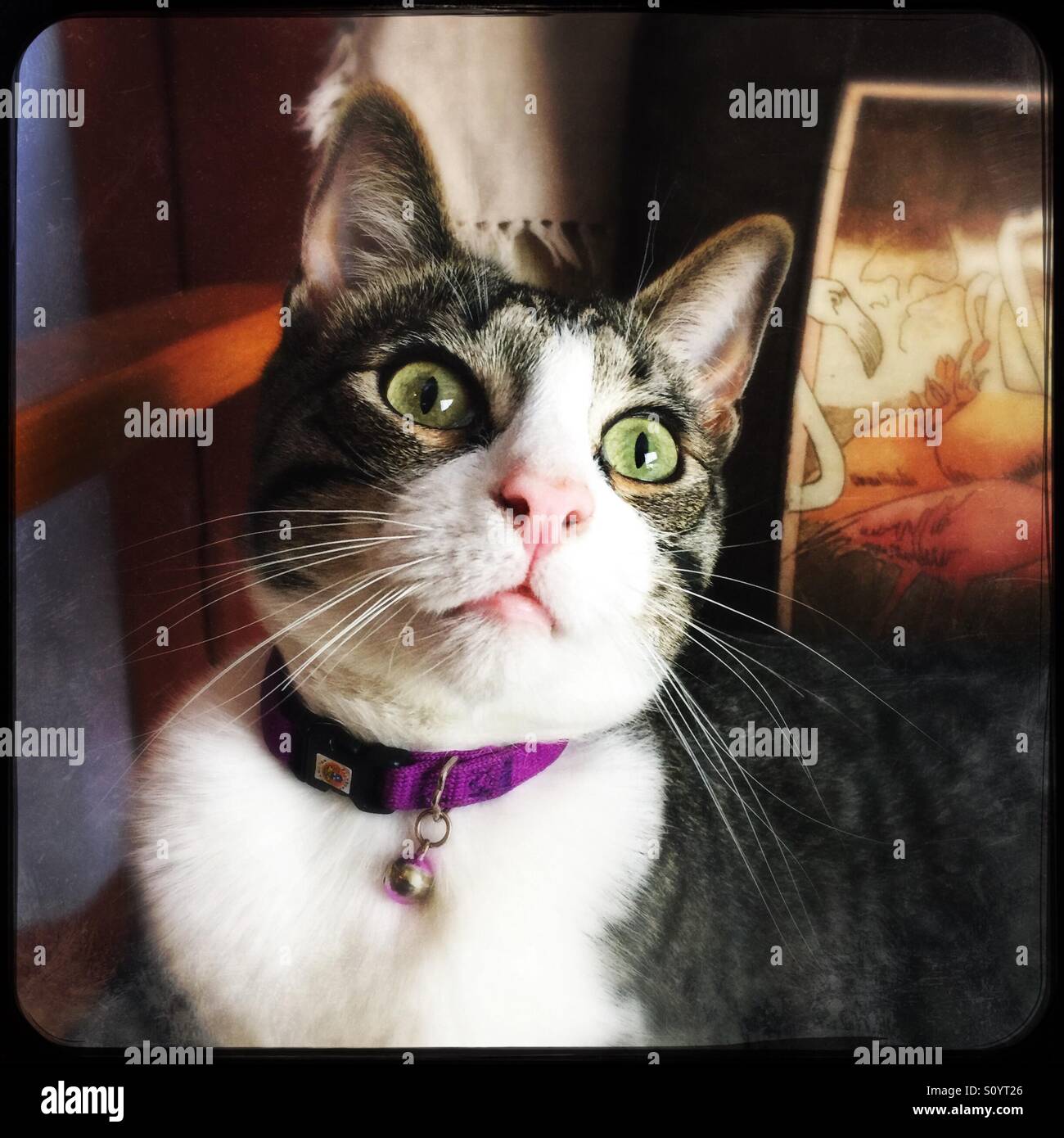 Süße Tabby und weiße Katze sitzend auf Stuhl niedlich Stockfoto