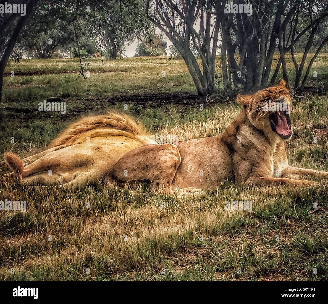 Löwin mit weit offenem Mund brüllen Stockfoto