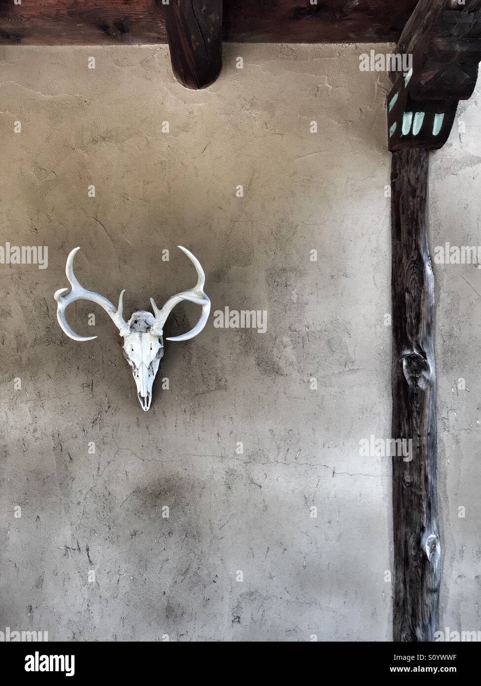 Tierische Schädel auf Adobe-Wand, Santa Fe, New Mexico, USA - Smartphone-aufgenommenes Stockfoto