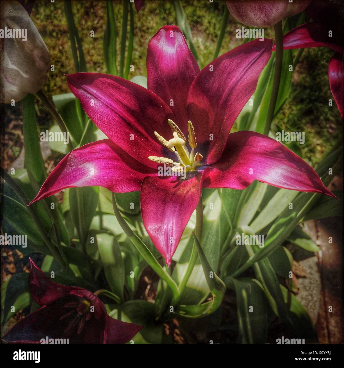 Burgunder Tulpe offen in der Sonne. Stockfoto