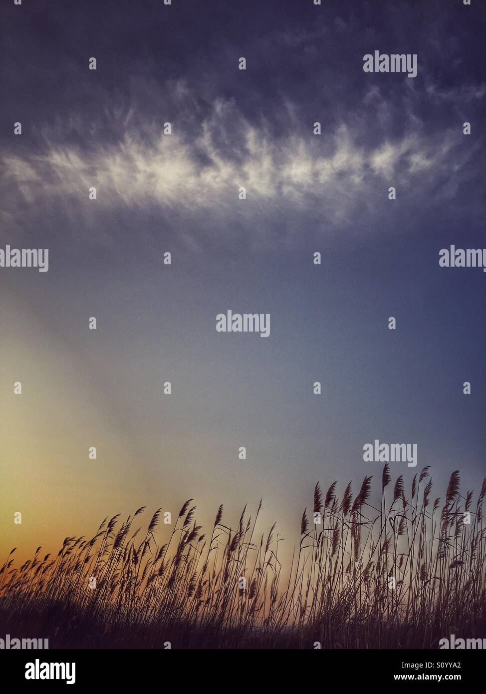 Weizen-Felder bei Sonnenuntergang - Smartphone-aufgenommenes Stockfoto