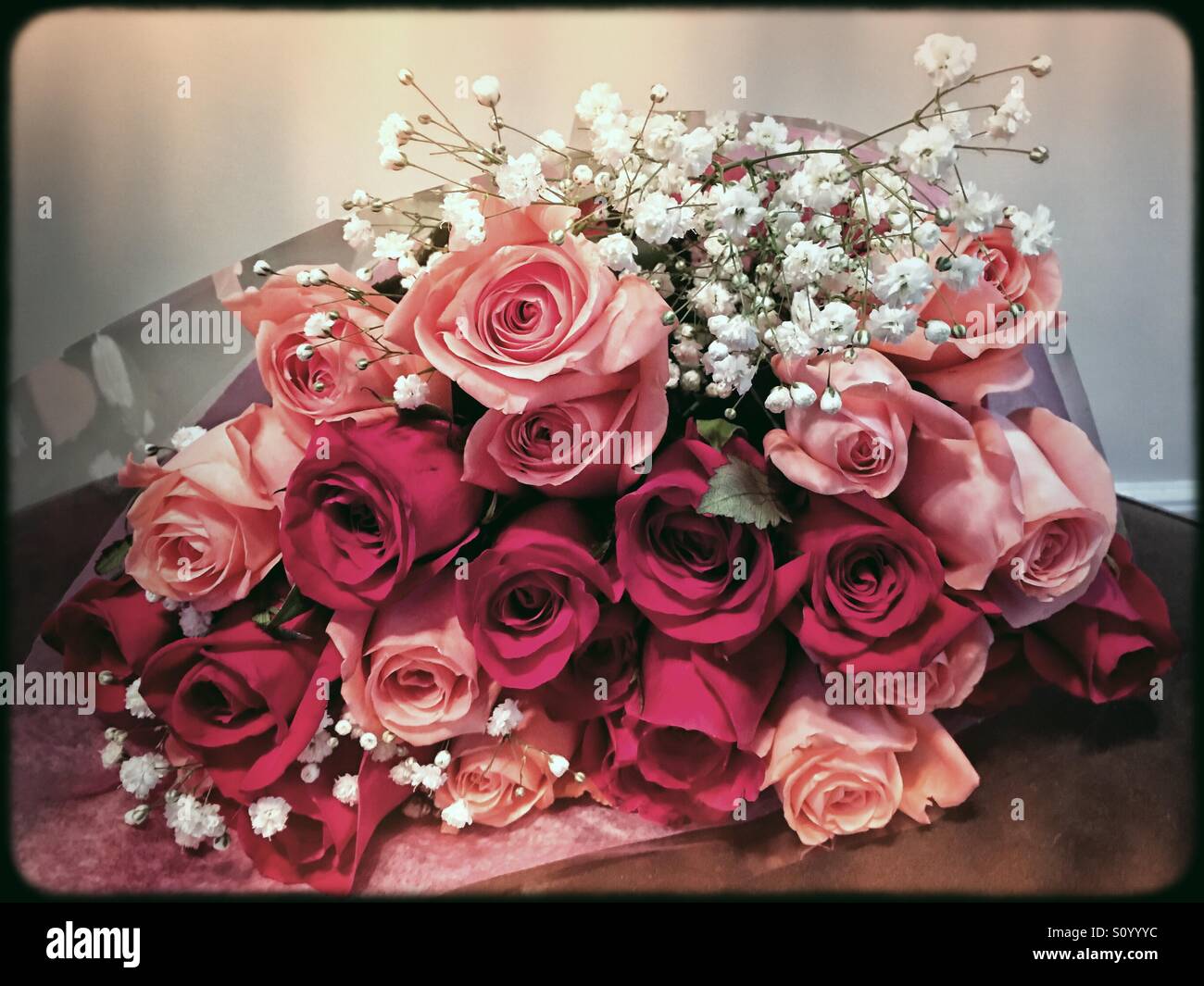 Schöne rosa und rote Rosen für Muttertag oder Valentinstag oder für Frühling und Sommer Glück. Stockfoto