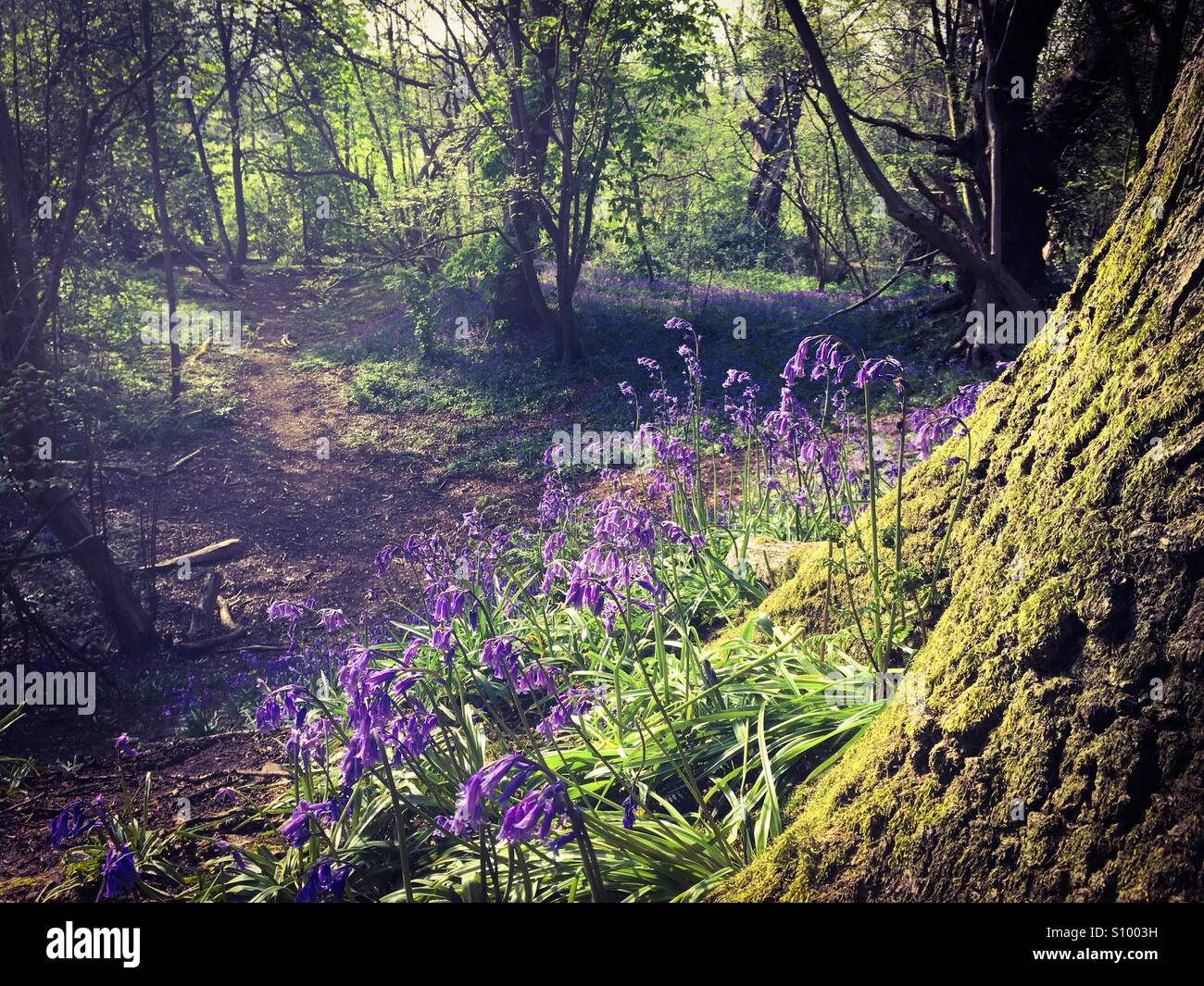 Glockenblumen auf dem Gelände der University of East Anglia Stockfoto