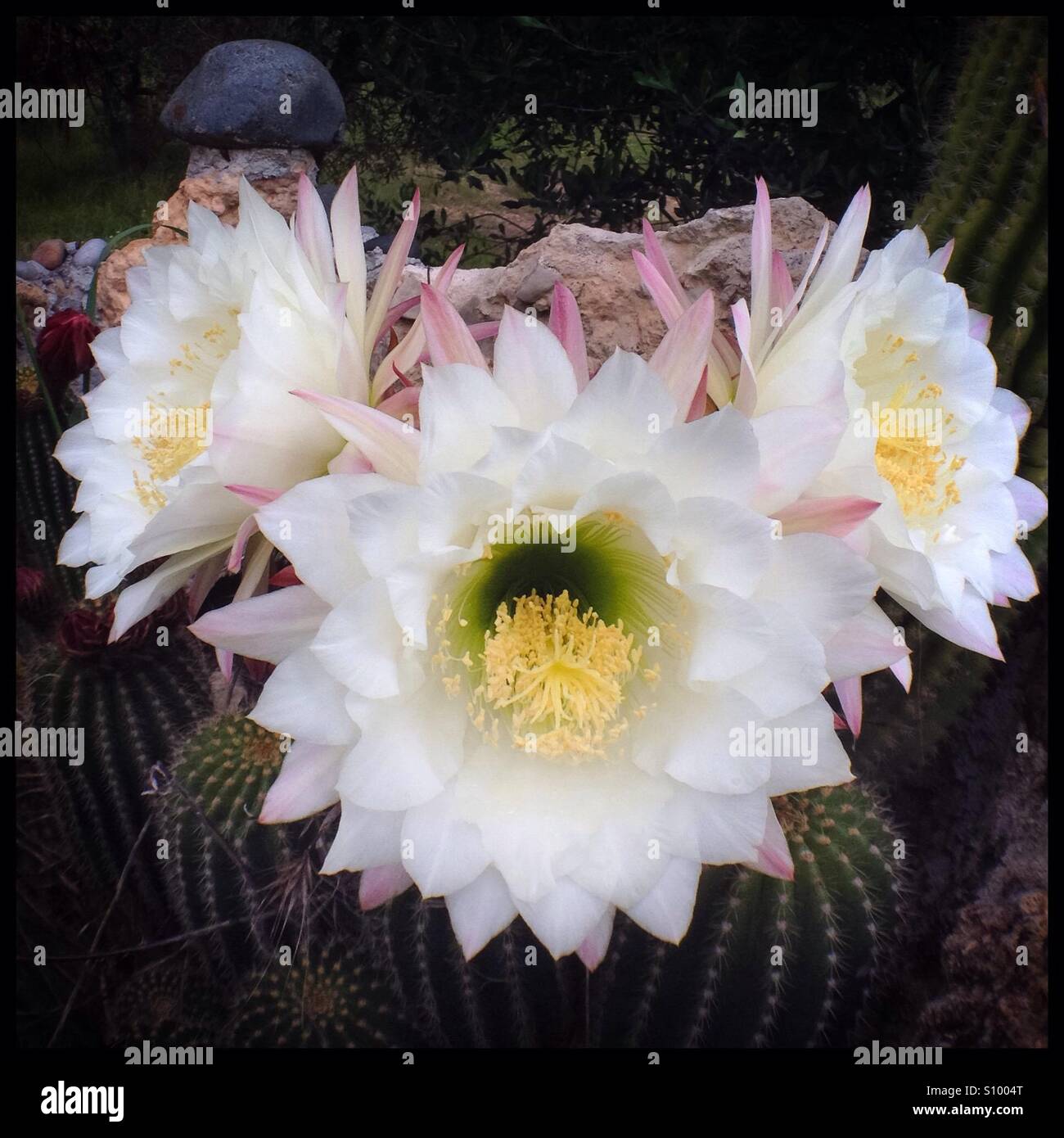Wei blhender kaktus -Fotos und -Bildmaterial in hoher Auflsung  Alamy