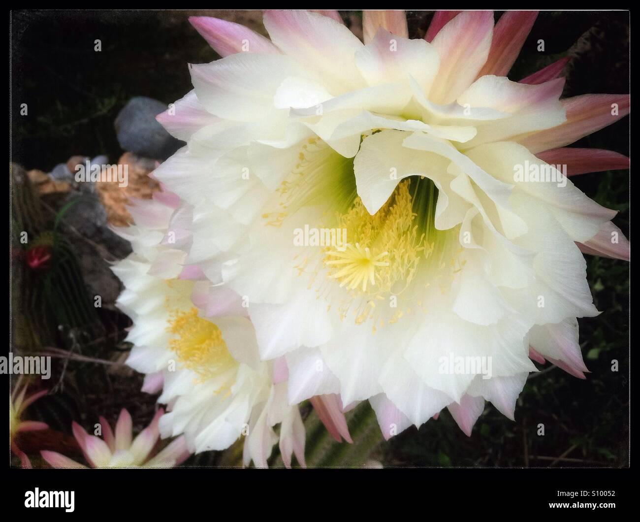 Wei blhender kaktus -Fotos und -Bildmaterial in hoher Auflsung  Alamy