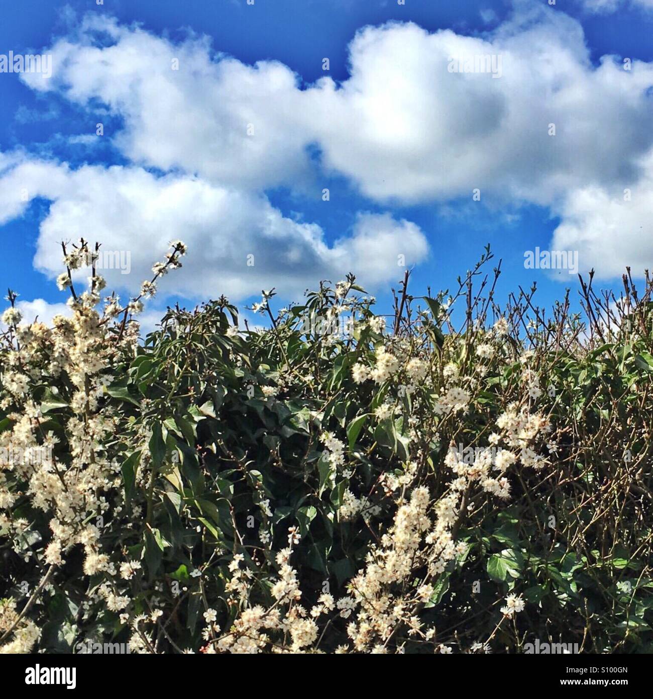 Hecke mit weißen Blumen und einem strahlend blauen Himmel an einem sonnigen Frühlingstag Stockfoto