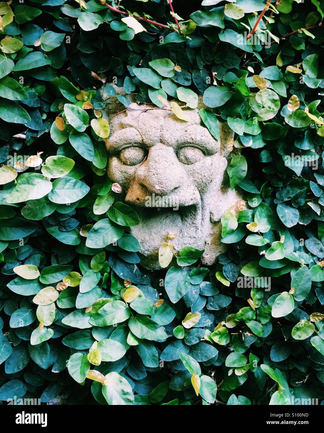 Eine schaurige Gesicht Efeu versteckt Stockfotografie - Alamy