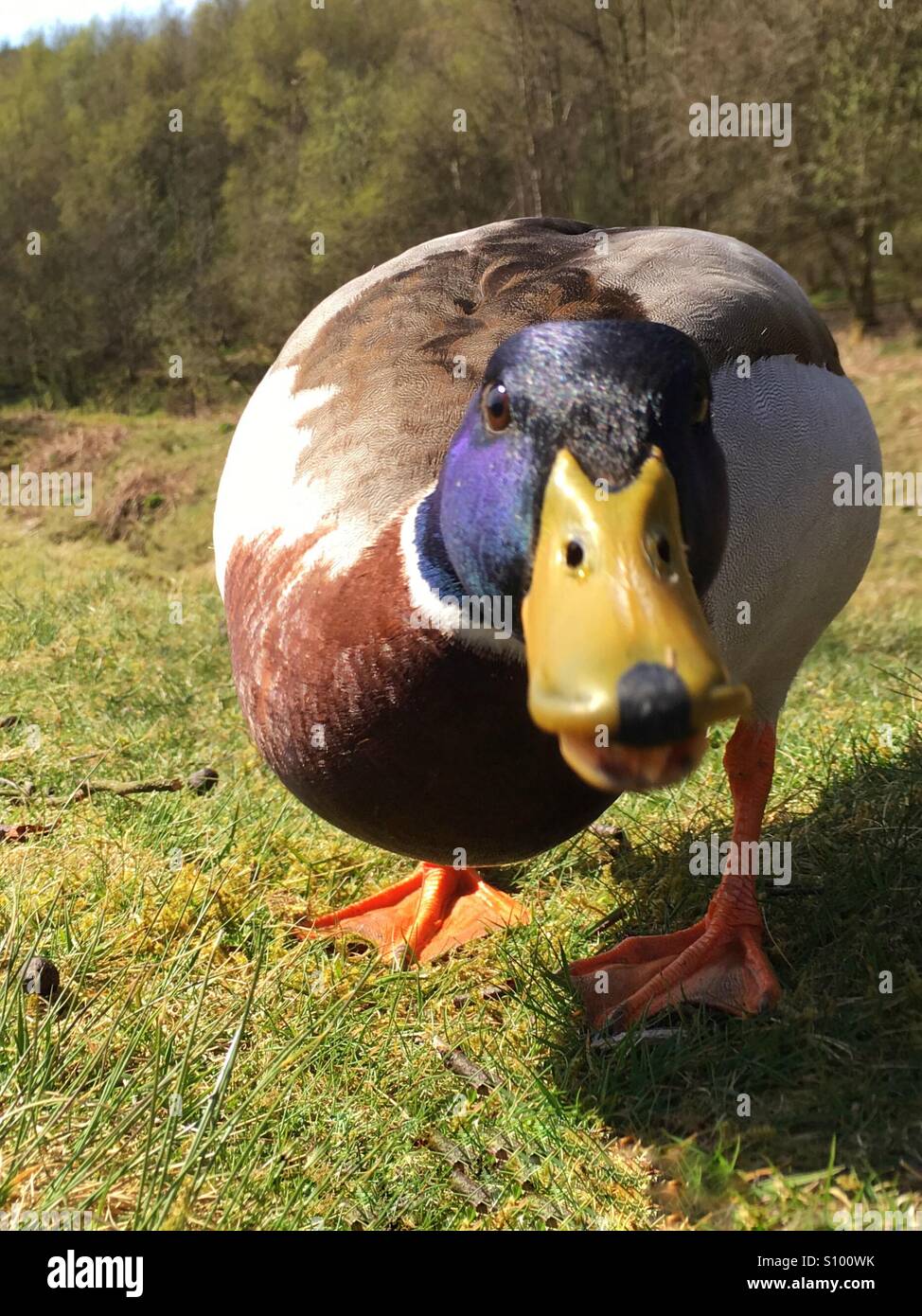 Fütterung der Enten - Smartphone-aufgenommenes Stockfoto