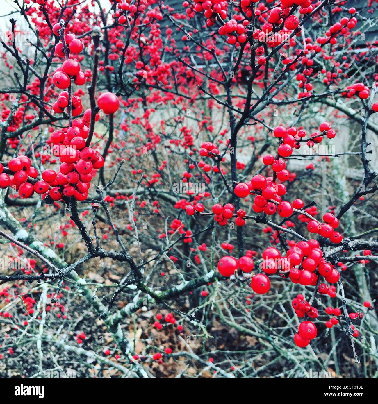 Serviceberries in Farbe Stockfoto