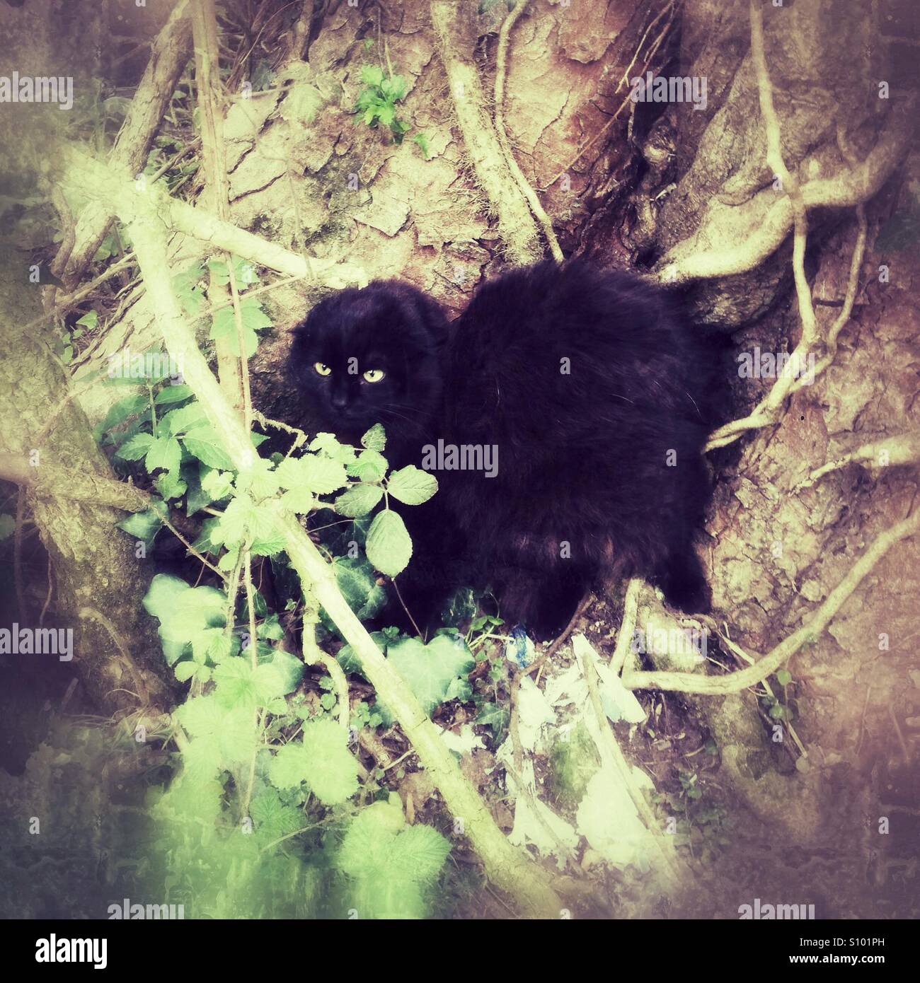 Schwarze flauschige Katze, die zwischen grünem Laub in der Nähe eines Baumes in einer ruhigen Umgebung im Freien liegt. - Smartphone-aufgenommenes Stockfoto