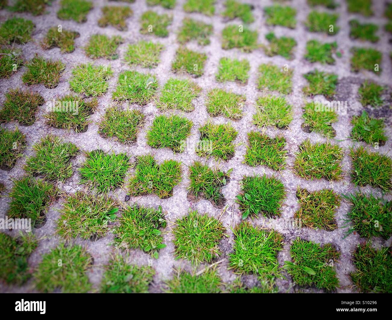 Grass-Quadrate Stockfoto