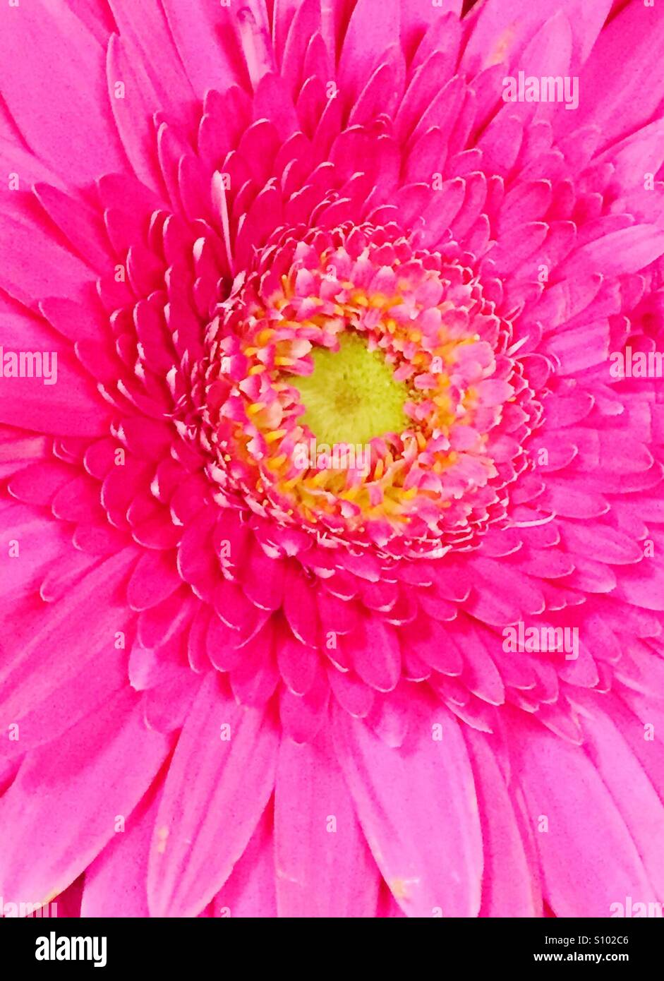 Rosa Blume Chrysantheme Nahaufnahme von rosa Blütenblättern und gelben Staubgefäßen... Stockfoto