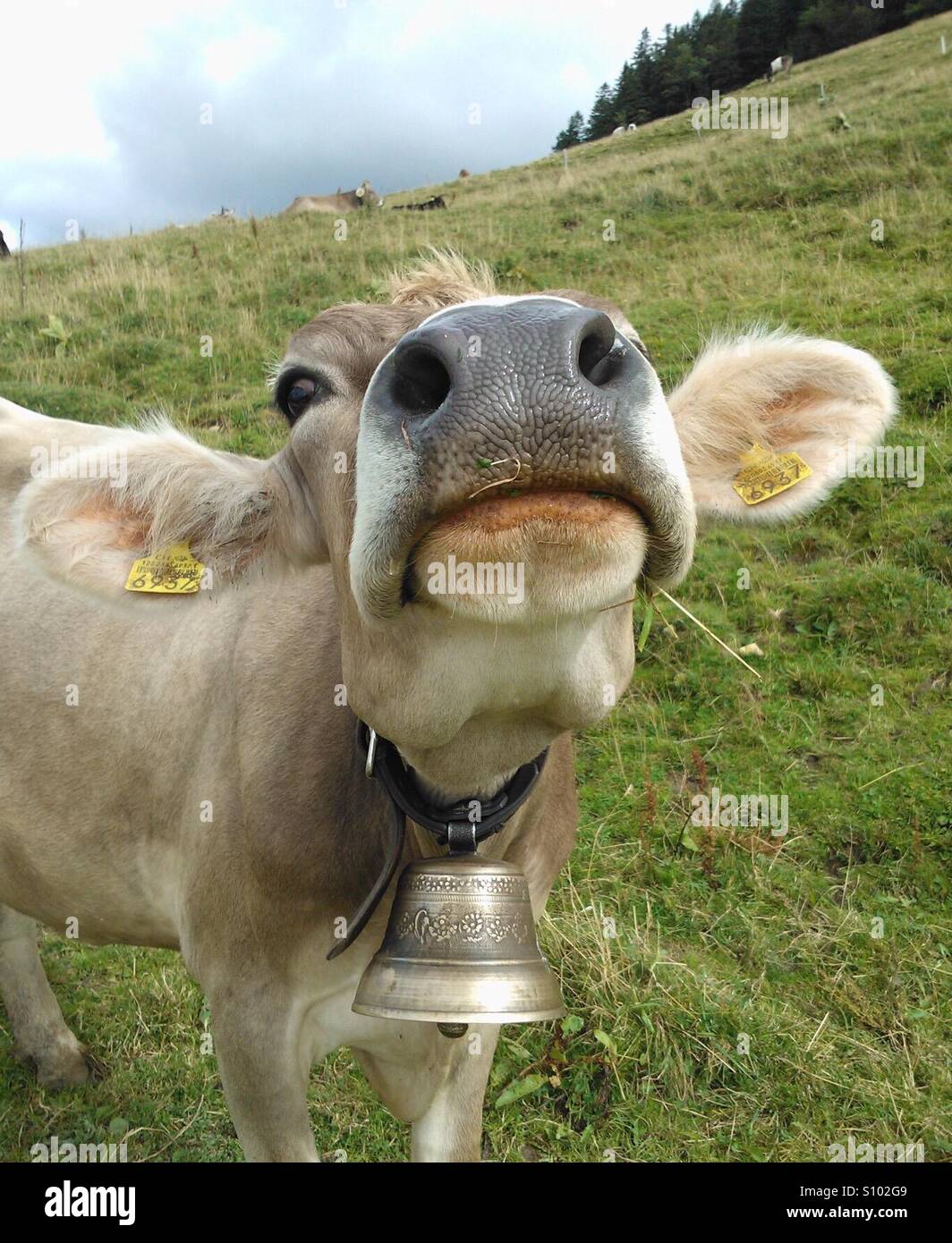 Kuh mit Glocke Stockfoto