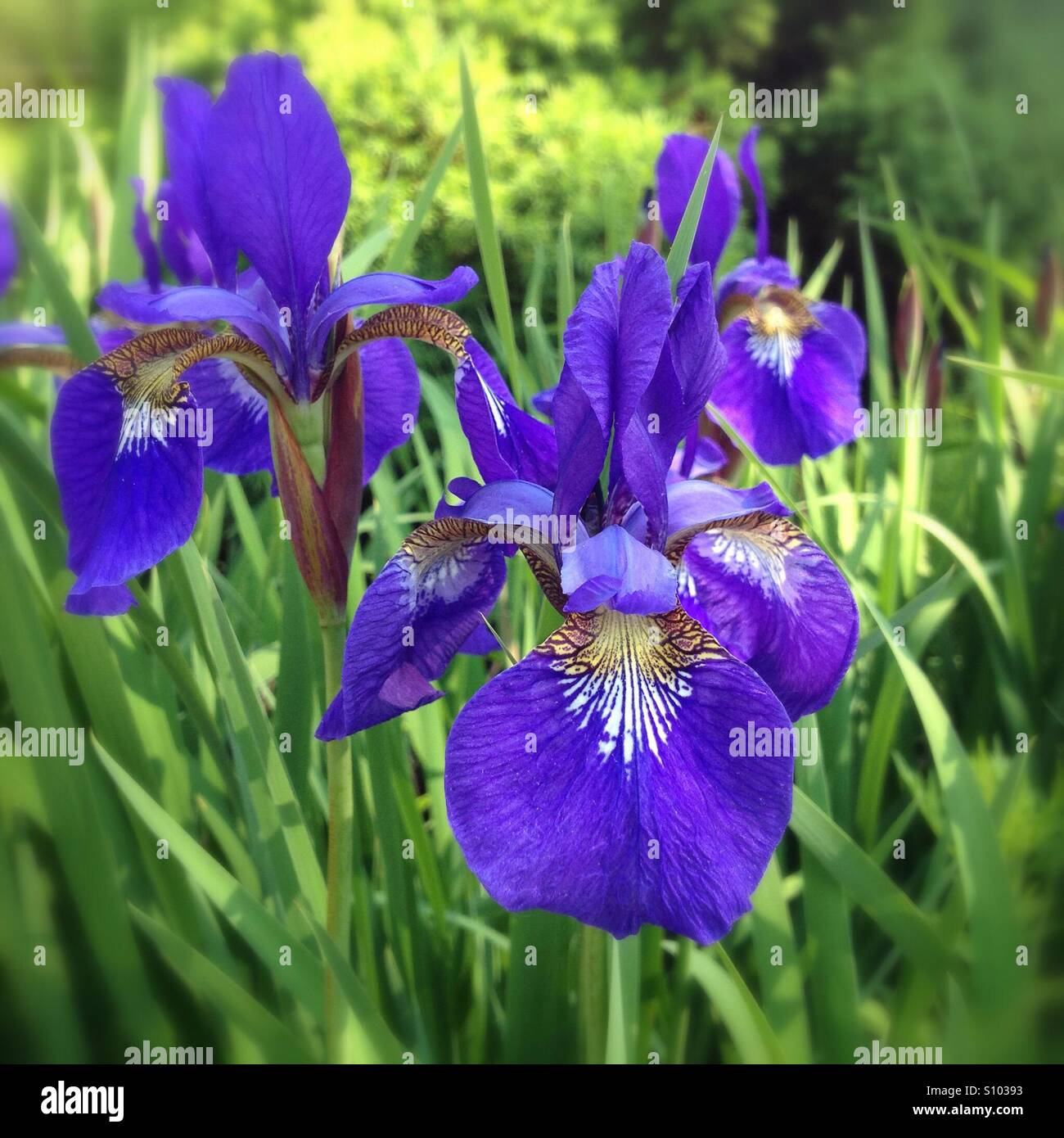 Violette Iris Stockfoto