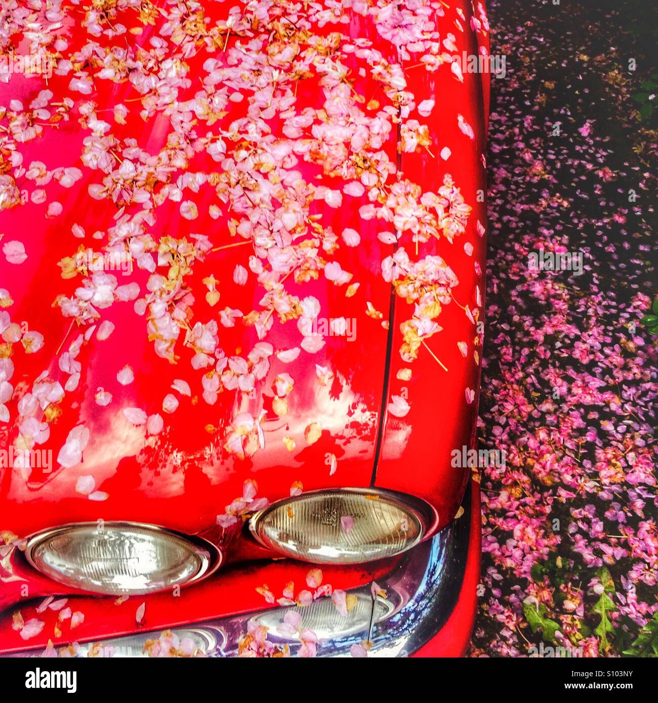 Rosa Blüte auf rotes Auto Stockfoto