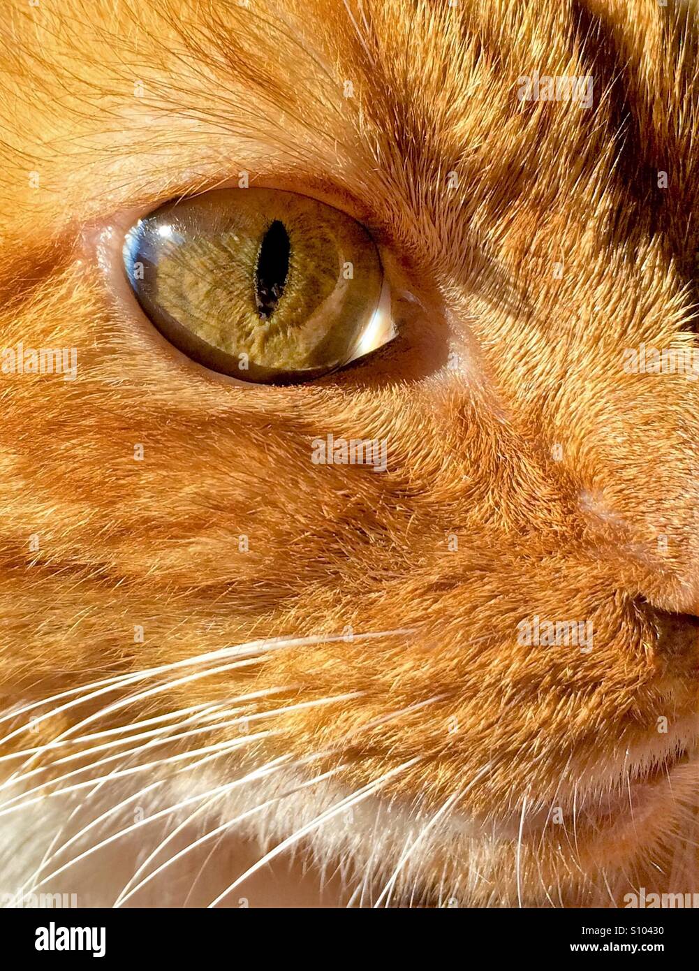 Orange Katze mit grünen Augen - Smartphone-aufgenommenes Stockfoto