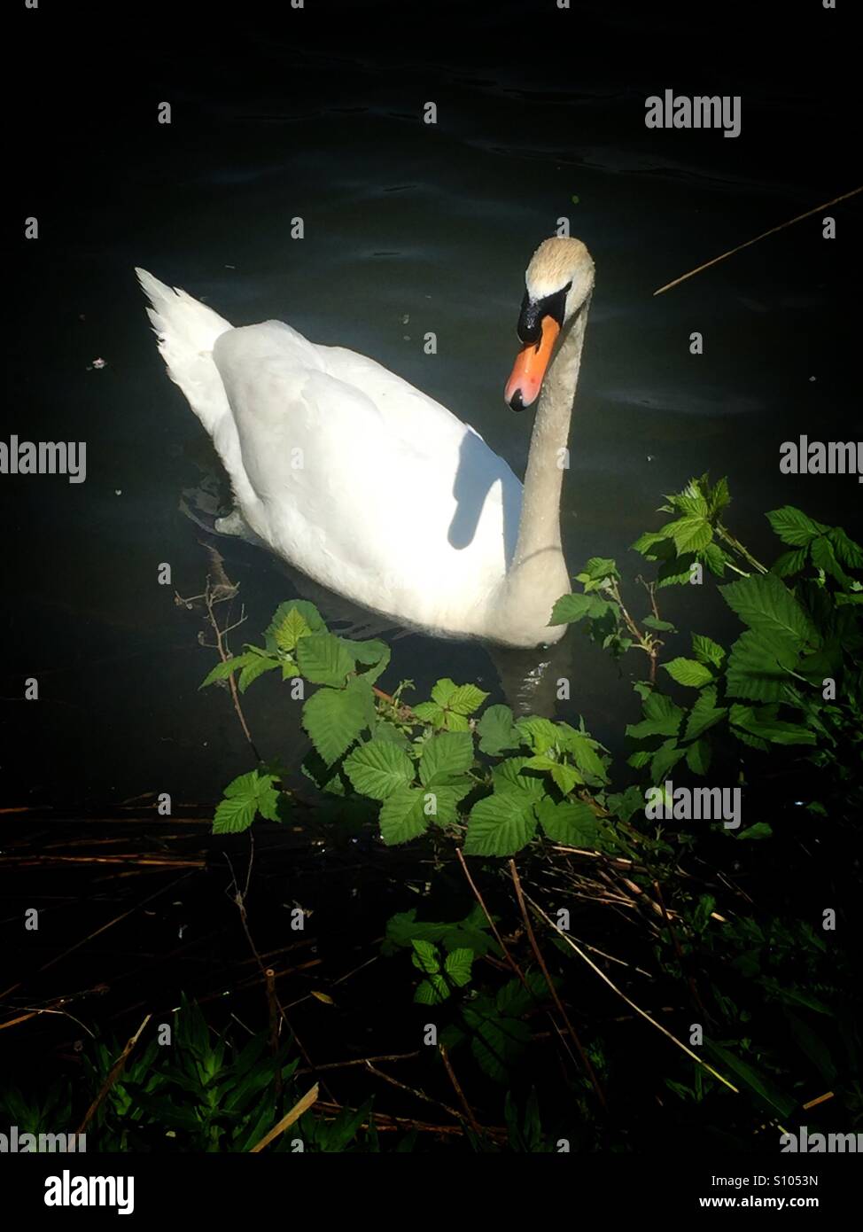 Swan Stockfoto