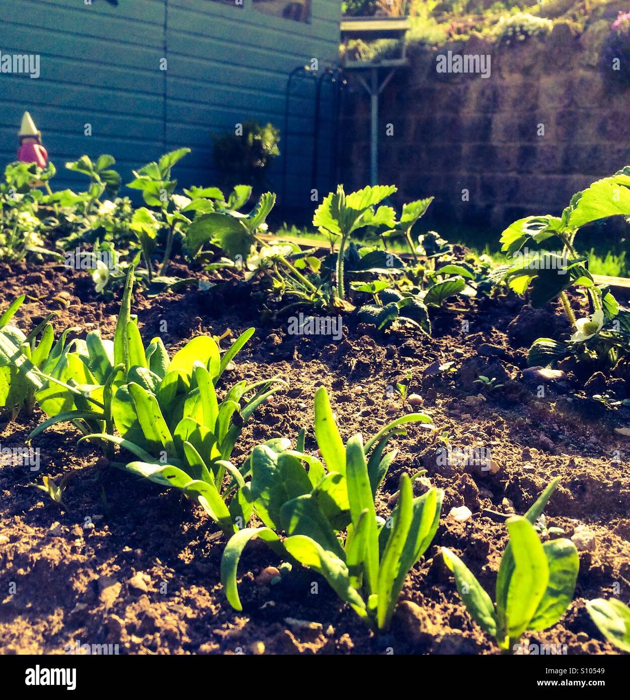 Gemüse wächst im Hochbeet im Garten im Frühsommer - Smartphone-aufgenommenes Stockfoto