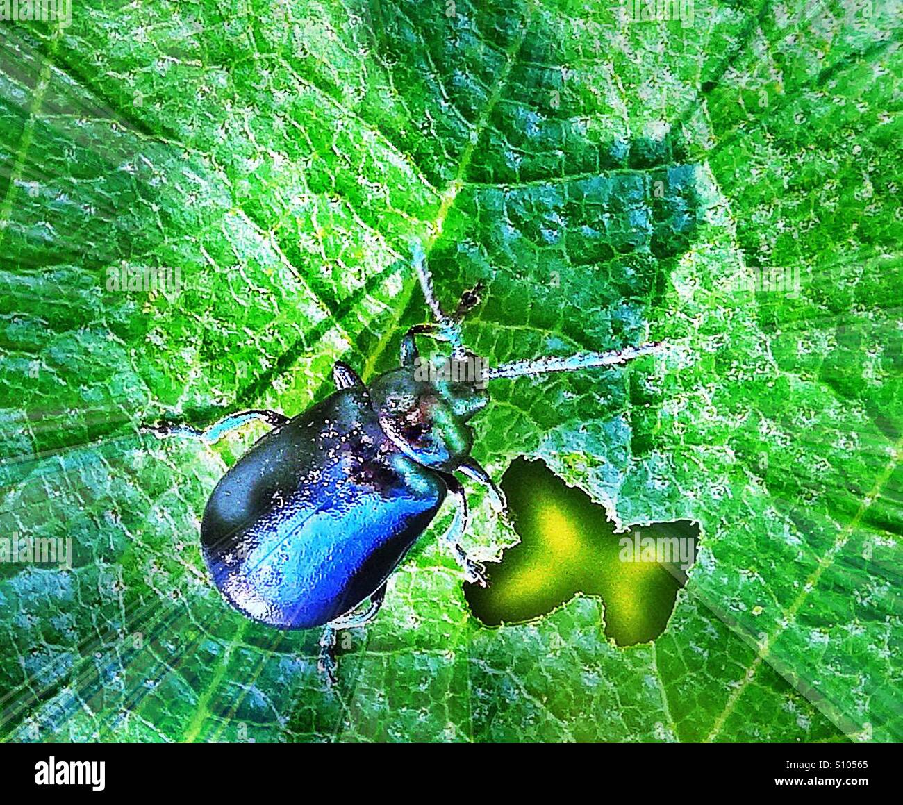... ja, wirklich..., es ist eine blaue, die Fehler...! - Smartphone-aufgenommenes Stockfoto