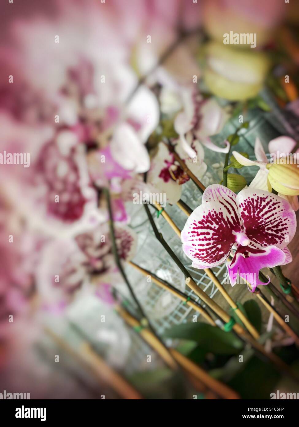 Fokussierte Orchidee - Smartphone-aufgenommenes Stockfoto