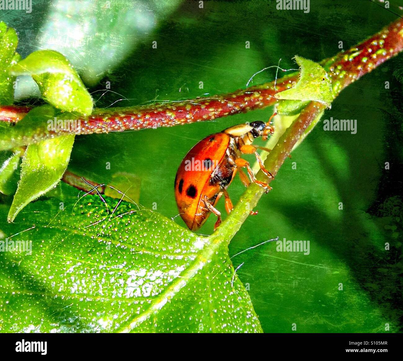 .. oben, bis die Sommersonne...! - Smartphone-aufgenommenes Stockfoto