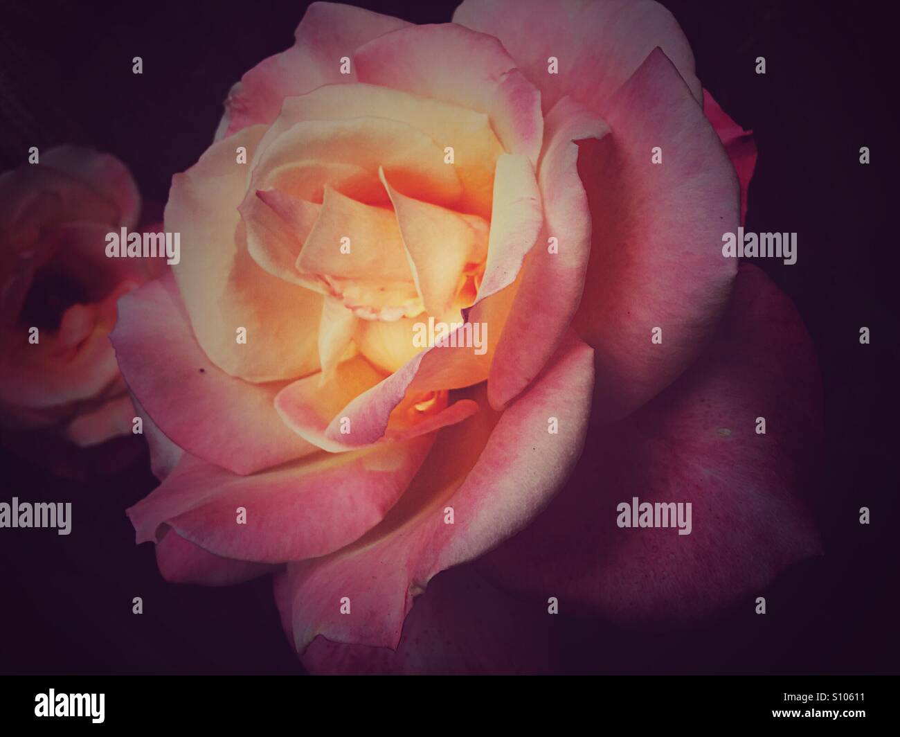 Rosa und Creme Garten Rose - Smartphone-aufgenommenes Stockfoto