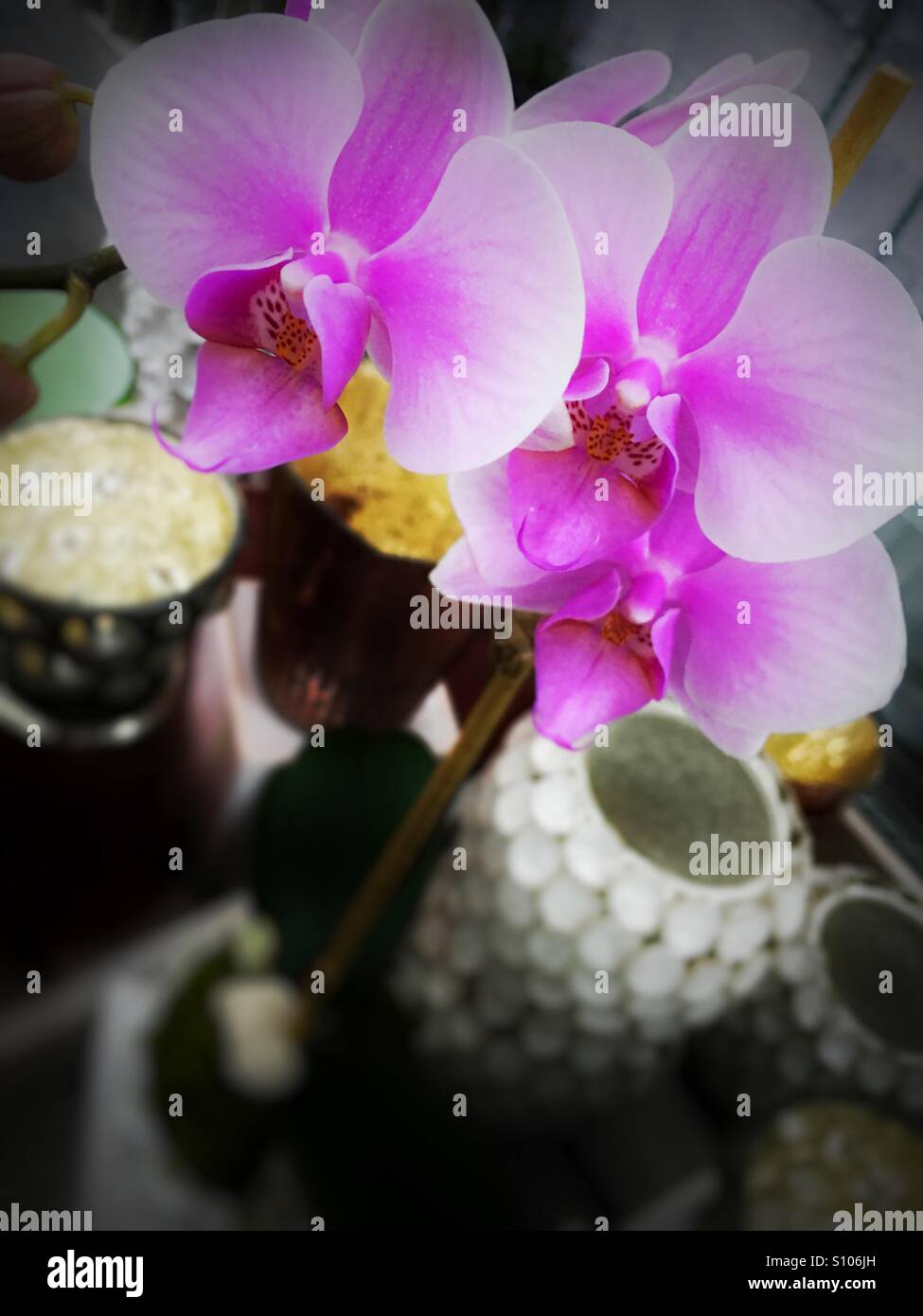 Verträumte Orchideen - Smartphone-aufgenommenes Stockfoto