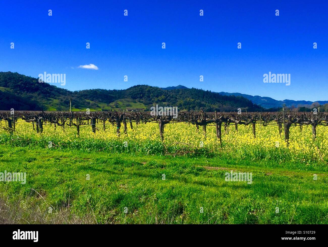 Napa Valley, Kalifornien Stockfoto