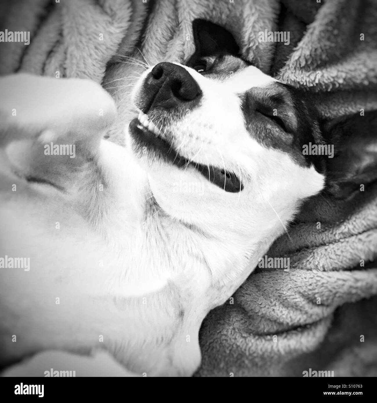 Nahaufnahme des Hundes Gesicht winken und Lächeln auf den Lippen. In schwarz und weiß. - Smartphone-aufgenommenes Stockfoto