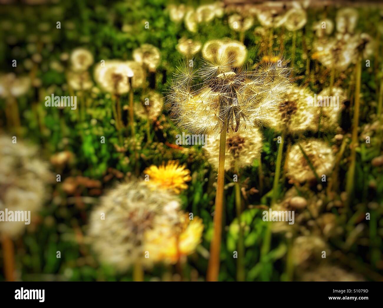 Löwenzahn - Smartphone-aufgenommenes Stockfoto