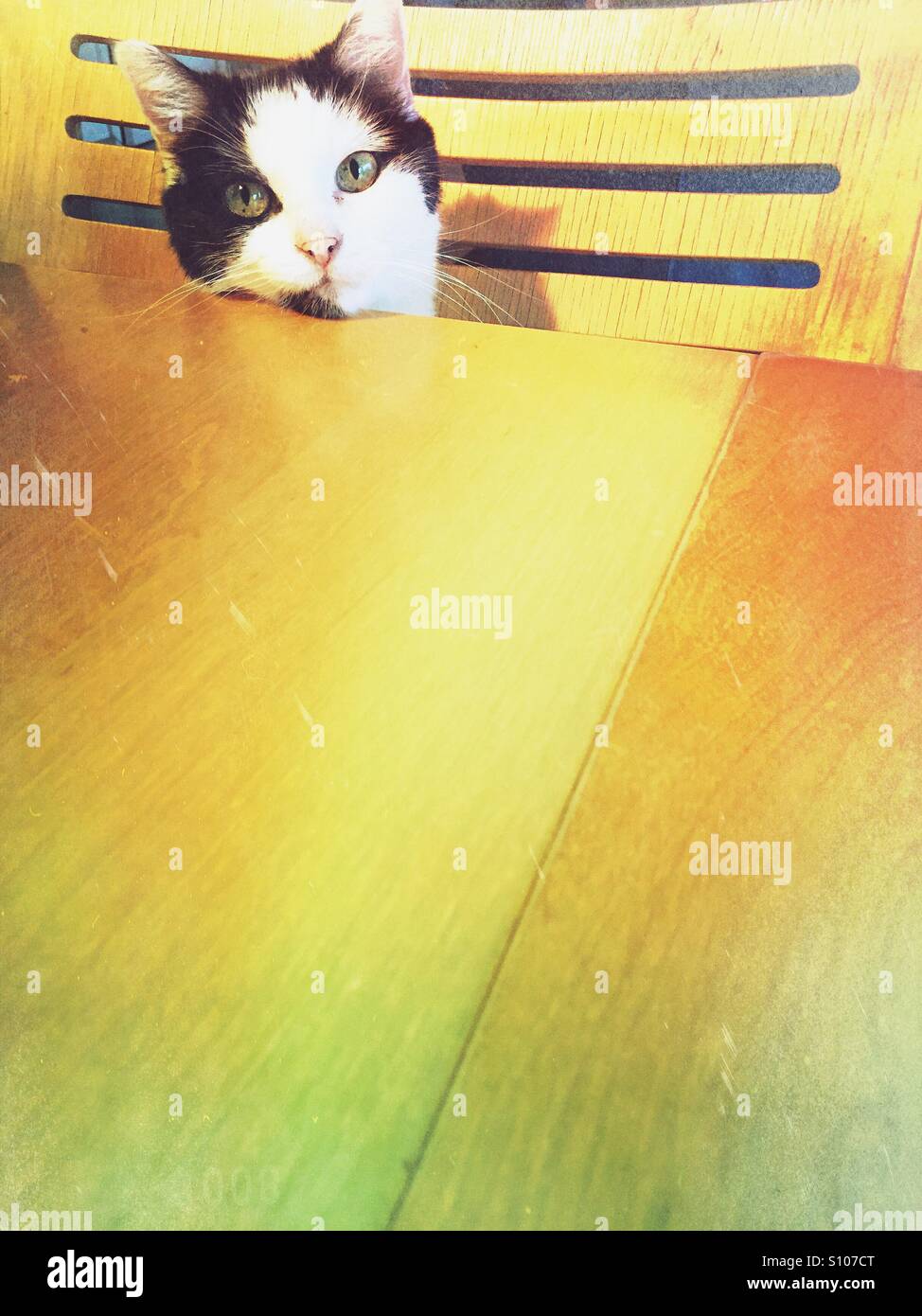 Schwarz / weiß Katze starrte mich von der anderen Seite des Tisches - Smartphone-aufgenommenes Stockfoto