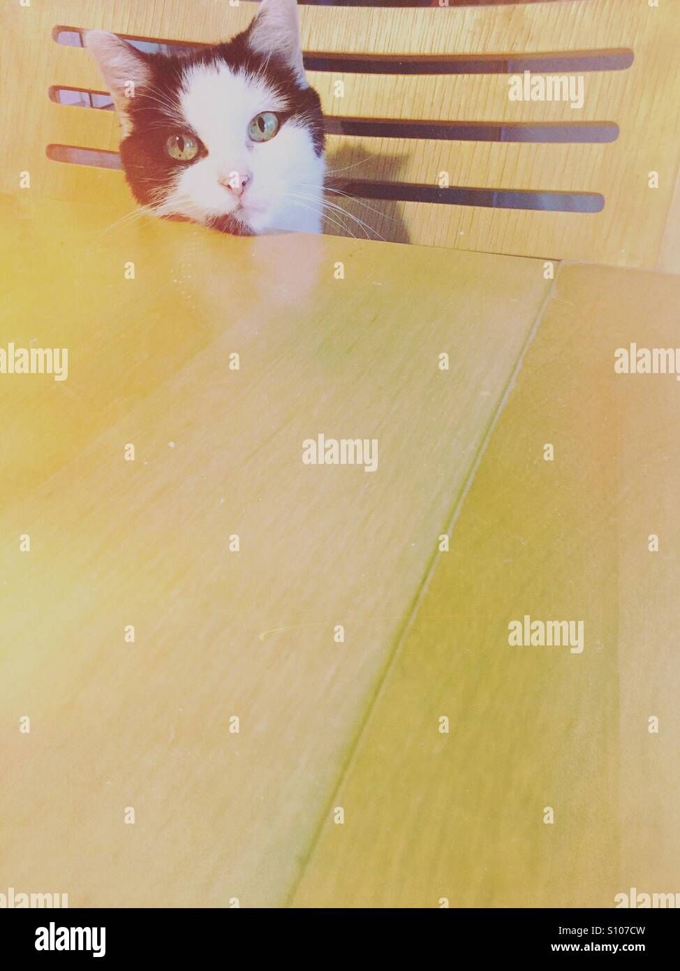 Schwarz / weiß Katze starrte mich vom Ende der Tabelle - Smartphone-aufgenommenes Stockfoto