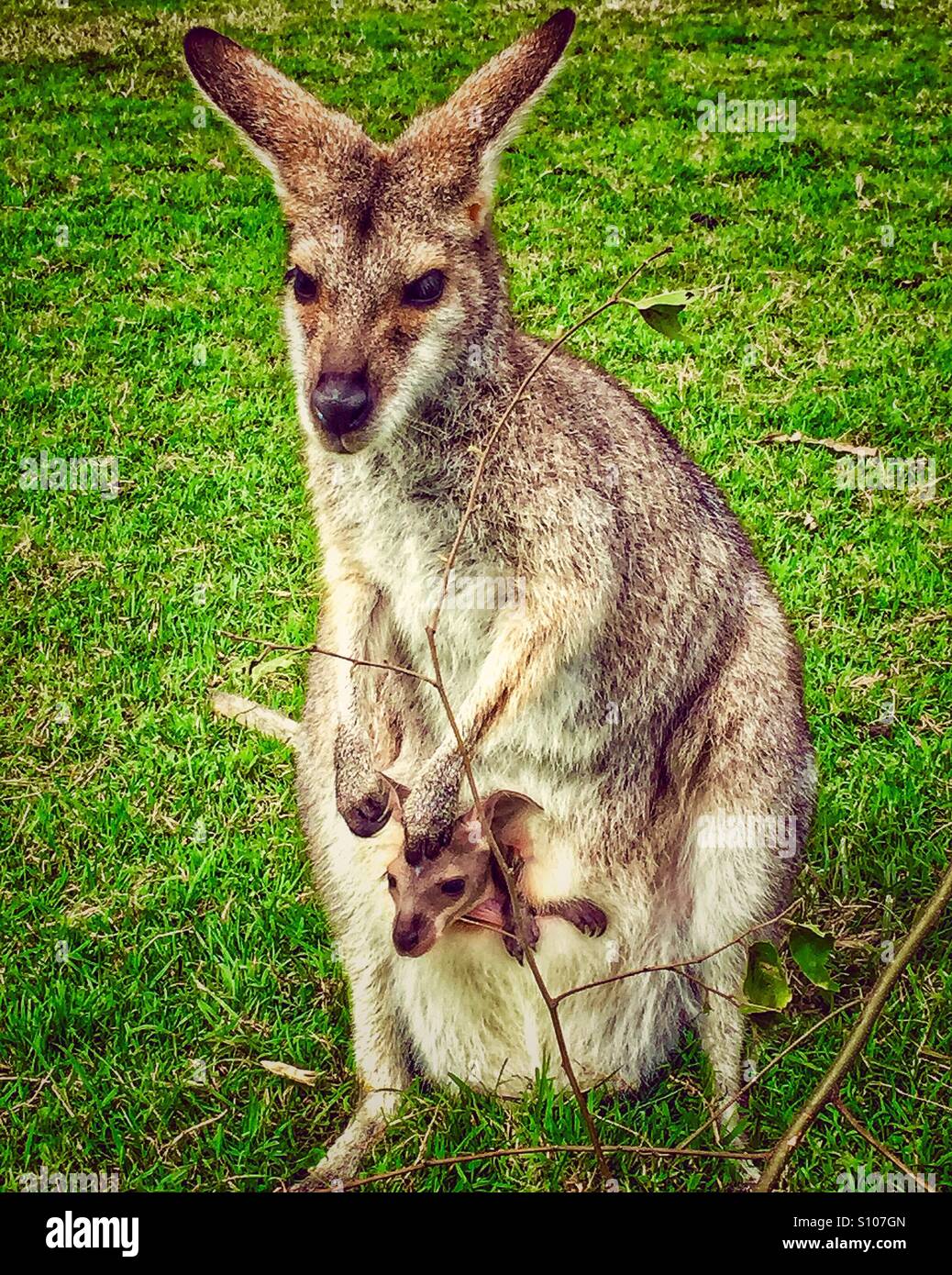 Mutter Känguru mit Babykänguru im Beutel Stockfoto