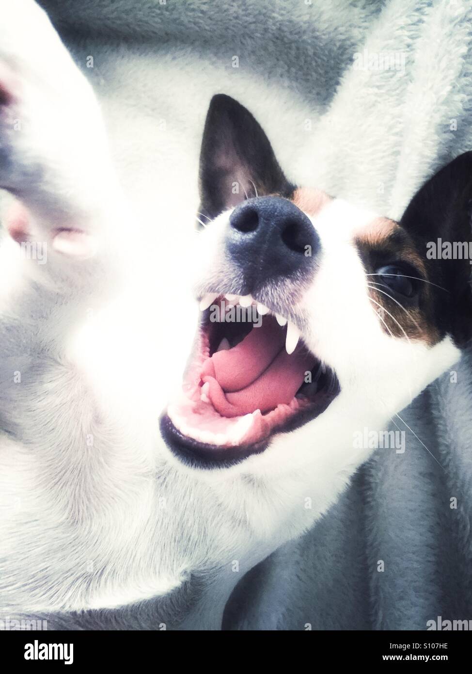 Nahaufnahme des Hundes Gesicht mit offenem Mund und Zähne zeigen. - Smartphone-aufgenommenes Stockfoto