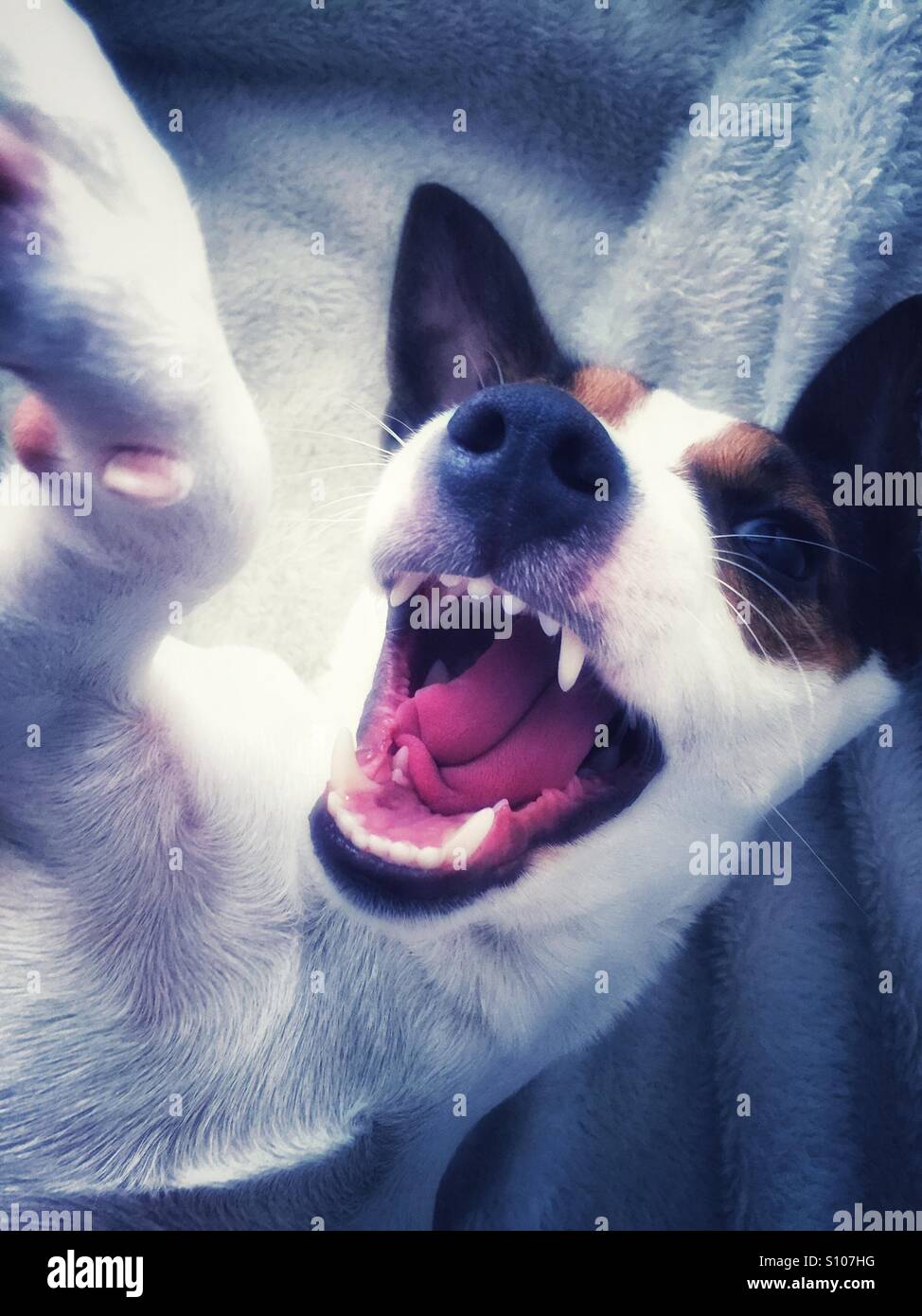 Nahaufnahme eines Hundes mit offenem Mund und freiliegenden Zähnen - Smartphone-aufgenommenes Stockfoto