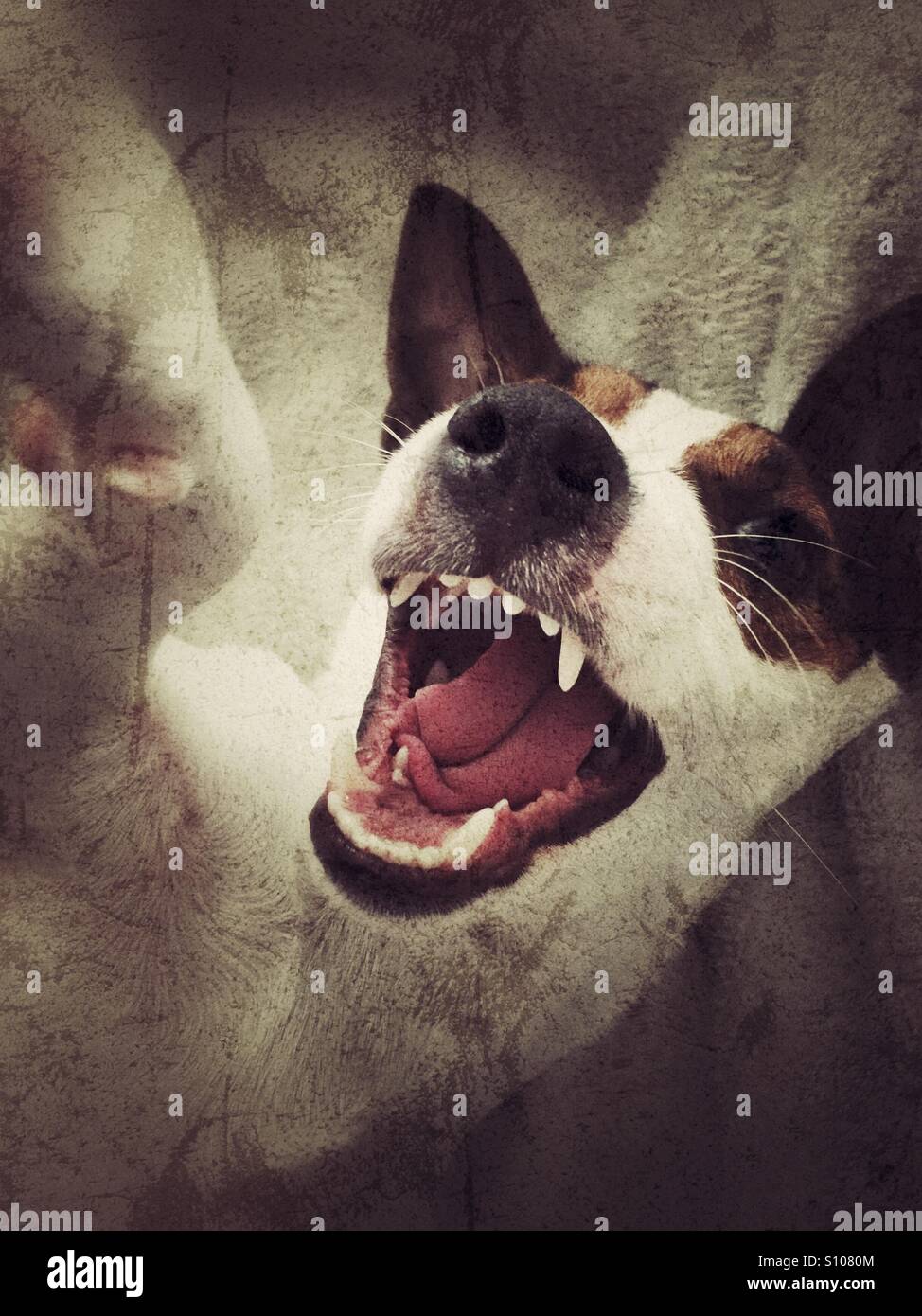 Nahaufnahme von Jack Russell Terrier Hund Gesicht mit Zähne zeigen. Grunge bearbeiten. - Smartphone-aufgenommenes Stockfoto
