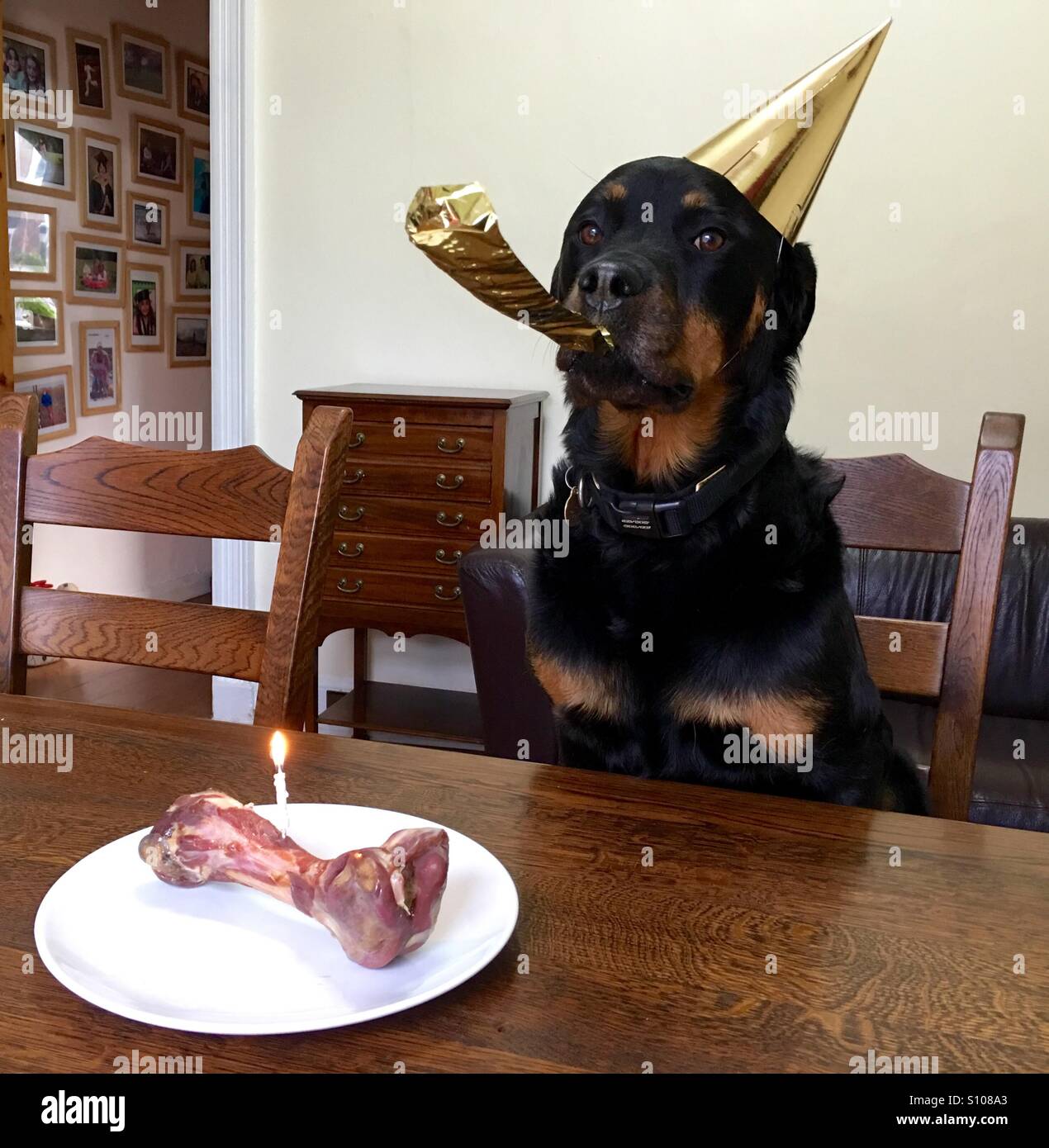 Geburtstag für einen Hund. Stockfoto