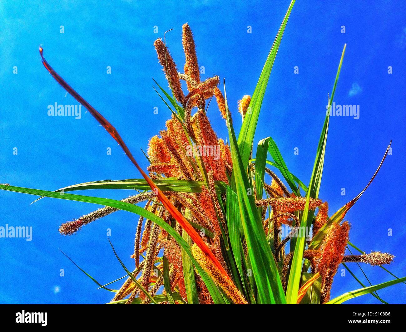 Gräser und blauem Himmel. - Smartphone-aufgenommenes Stockfoto