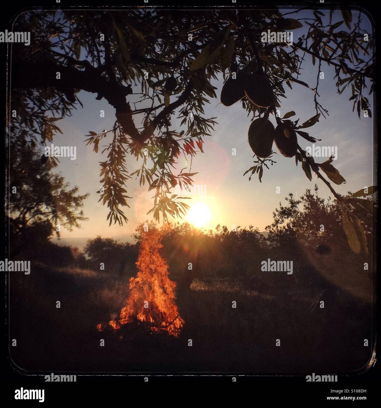 Brennende Olivenbaum beschneiden ist bei Sonnenaufgang, Katalonien, Spanien. Stockfoto