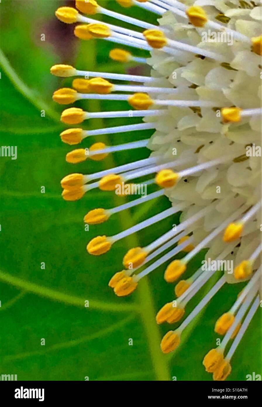 Makro Nahaufnahme der zarten gelb-bestückte Staubblätter einer Buttonbush Blume, Cephalanthes occidentalis Stockfoto