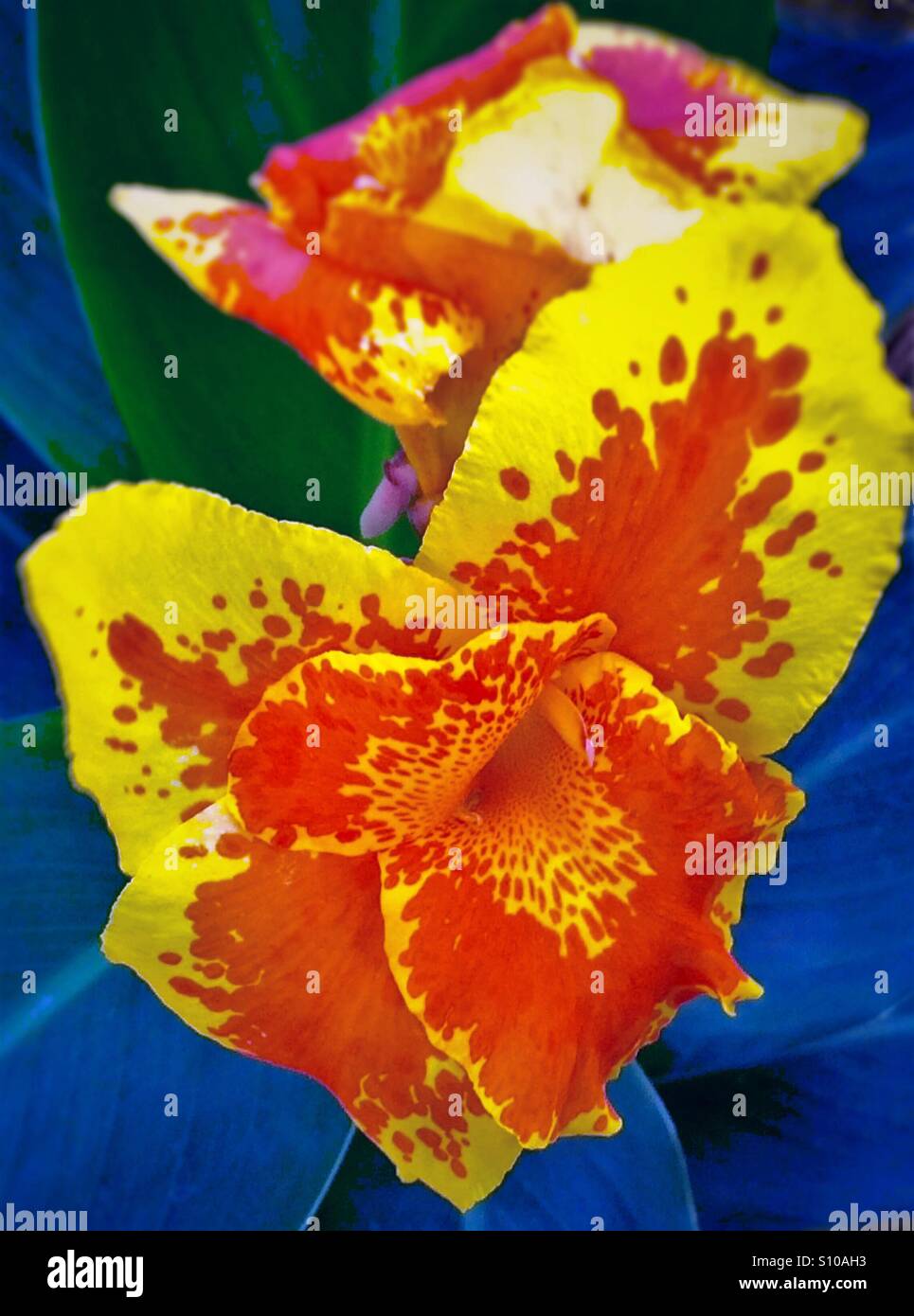 Lebendige Canna Lily, "Tropicana Gold", Canna x generalis Stockfoto