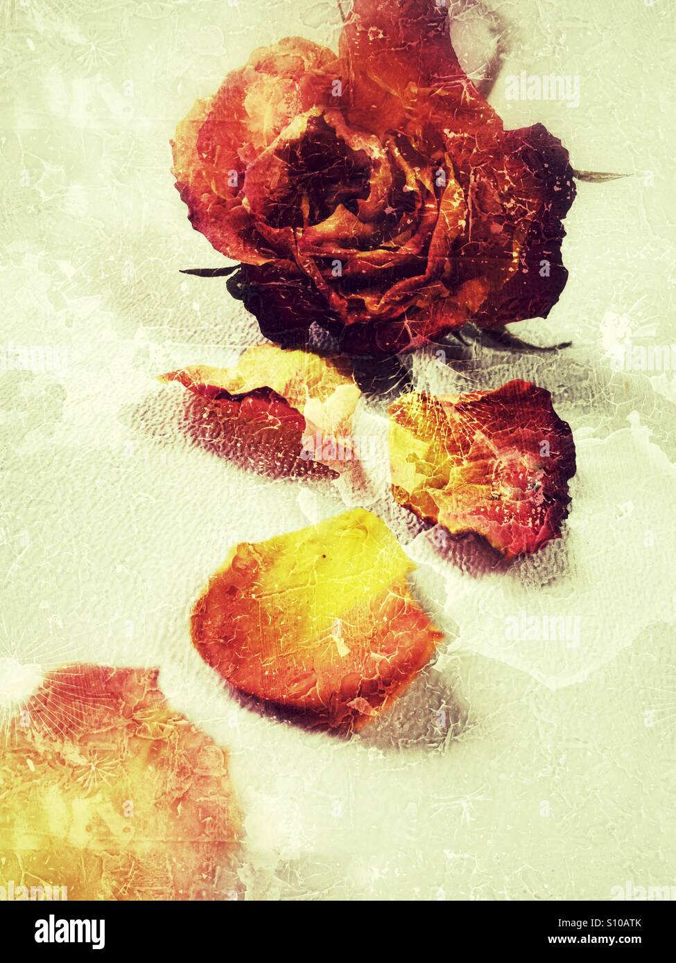 Toten Esperanza Rose - Smartphone-aufgenommenes Stockfoto