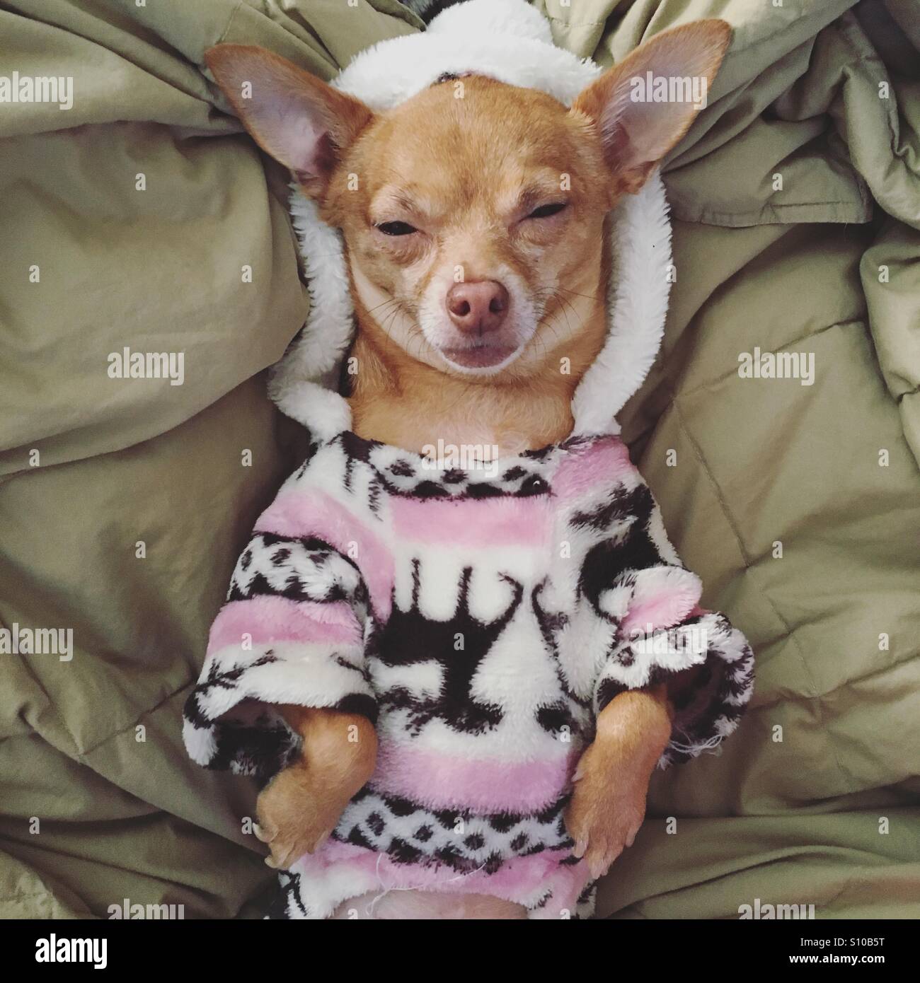 Verschlafene Chihuahua im Pyjama Stockfoto