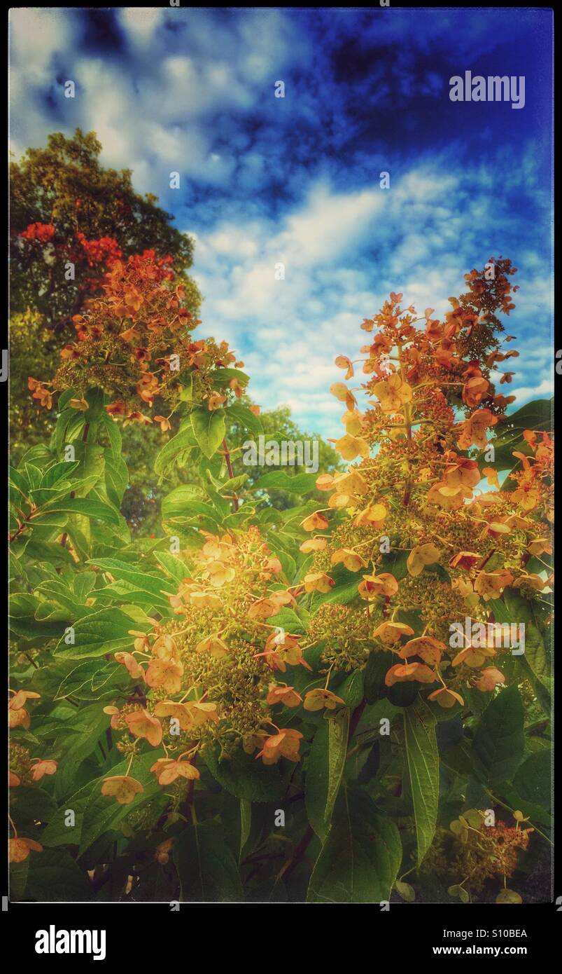 Wunderschöne orange-gelbe Blüten unter einem blauen Himmel und weiße Wolken im Herbst Stockfoto